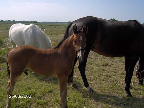 Oldenborg Kildegårds Fidelius billede 17