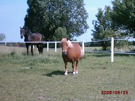 Shetlænder Møllebakkens Lukas - Lukas om sommeren, med Chancellor i baggrunden. (: billede 8