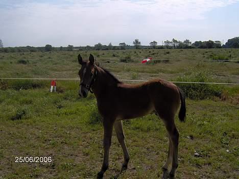 Oldenborg Kildegårds Fidelius billede 18
