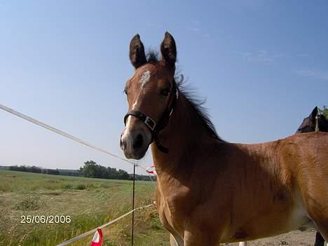 Oldenborg Kildegårds Fidelius billede 20
