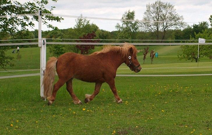 Shetlænder Møllebakkens Lukas - En lille trav? d: billede 9