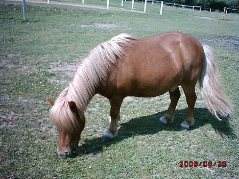 Shetlænder Møllebakkens Lukas - Lukas græsser ^^ billede 10