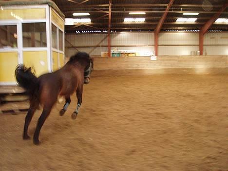 Anden særlig race KASPER <3   solgt - løs i hallen , han elsker at danse rundt ;P billede 7