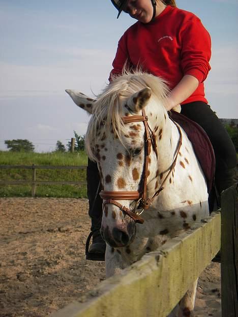 Knabstrupper H. Bastian *solgt* - 2 Gang med rytter billede 13