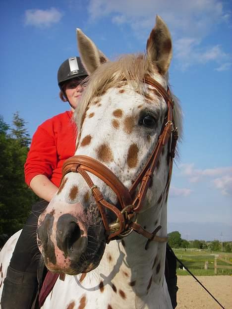 Knabstrupper H. Bastian *solgt* - 2 Gang med rytter billede 14