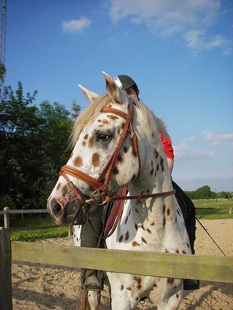 Knabstrupper H. Bastian *solgt* - 2 Gang med rytter billede 15