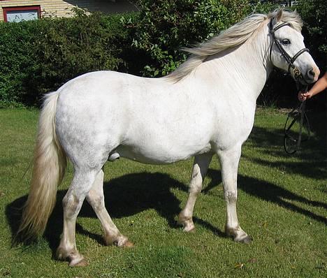 Welsh Pony af Cob-type (sec C) Leonardo - sommer 2005 billede 4