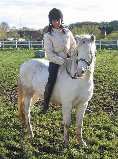 Welsh Pony af Cob-type (sec C) Leonardo - nov. 2006 billede 5