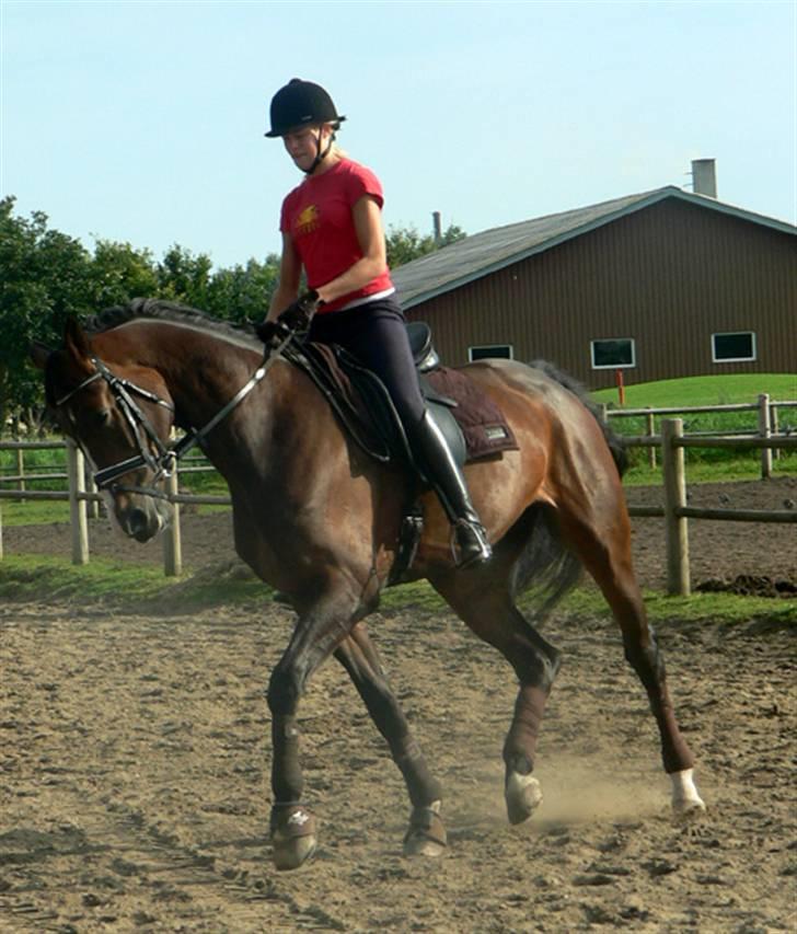 Dansk Varmblod Flying dream - Aflivet  - Dressur kursus. hos maria a billede 13