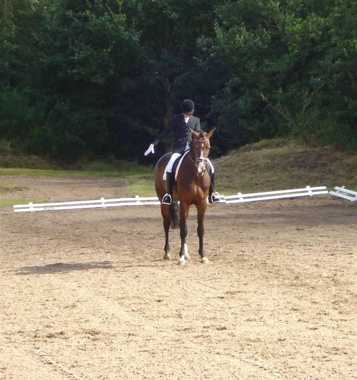 Dansk Varmblod Flying dream - Aflivet  - indridning i vores første la2. var 1 point fra placering : / billede 14