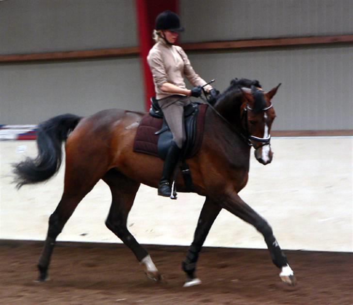 Dansk Varmblod Flying dream - Aflivet  - Dressur kursus. hos maria a billede 15