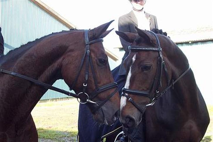 Dansk Varmblod Flying dream - Aflivet  - Flying D og Aqua til stævne i løgstrup. billede 16