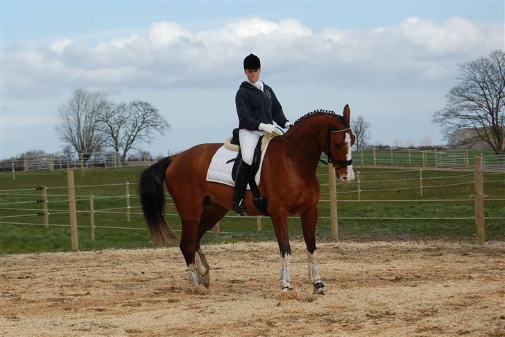 Dansk Varmblod Sylvester Stallone- SOLGT - Faxe d. 6 april 08 - bagpartsvending billede 14