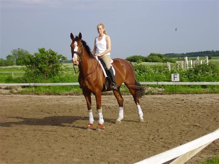 Dansk Varmblod Sylvester Stallone- SOLGT - Juni 2007 billede 15