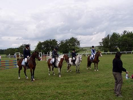 Anden særlig race Filur rakosi  solgt - igen billede 13