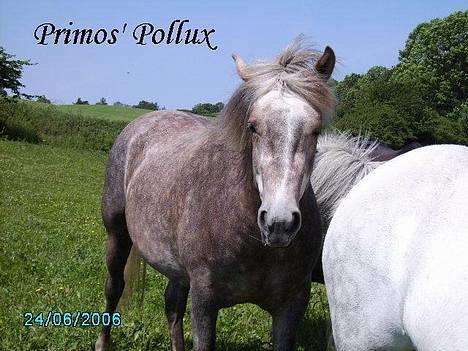 Anden særlig race Priamos' Pollux - Primos´ Pollux billede 1