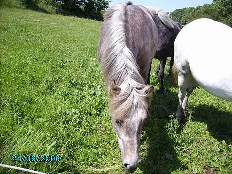 Anden særlig race Priamos' Pollux - Tygger lidt gæs .! HiHI .<3 billede 2