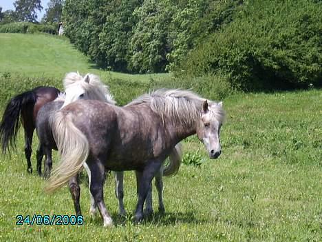 Anden særlig race Priamos' Pollux - Ham igen .<3 billede 3