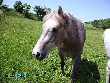 Anden særlig race Priamos' Pollux - Hmm . Igen .<3 billede 4