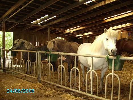 Anden særlig race Priamos' Pollux - Ikke så godt billed men han står i midten . og spiser . <3 billede 5