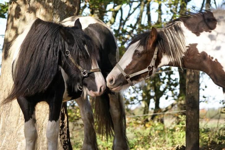 Tinker Ariel (Wild Irish) *solgt billede 17