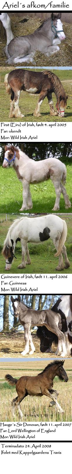 Tinker Ariel (Wild Irish) *solgt - Ariel´s afkom billede 20