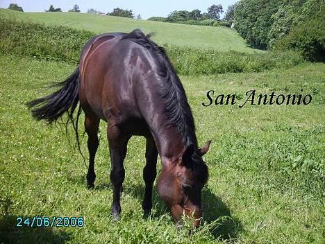 Anden særlig race San Antinio - Her er han så ude på græs .<3 Der kommer flere billeder .! billede 1