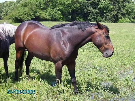Anden særlig race San Antinio - Bliver drillet lidt .? <3 billede 2