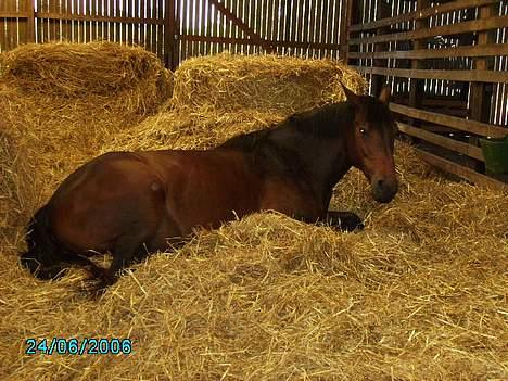 Anden særlig race San Antinio - Ikke godt billed men syntes også det skulle med .-    billede 3