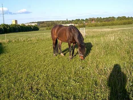 New Forest Campari billede 16
