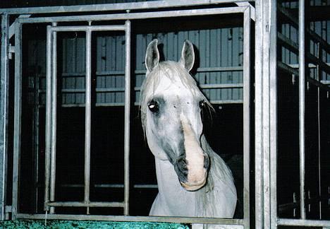 Arabisk fuldblod (OX) Bolero ox *DØD* - Nat. Championatshow 2004 billede 12