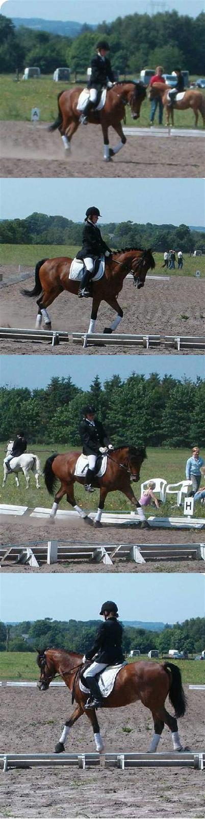 New Forest Moorland's Rondale *Død* - kragelund lc3 25juni :P 2005 billede 10