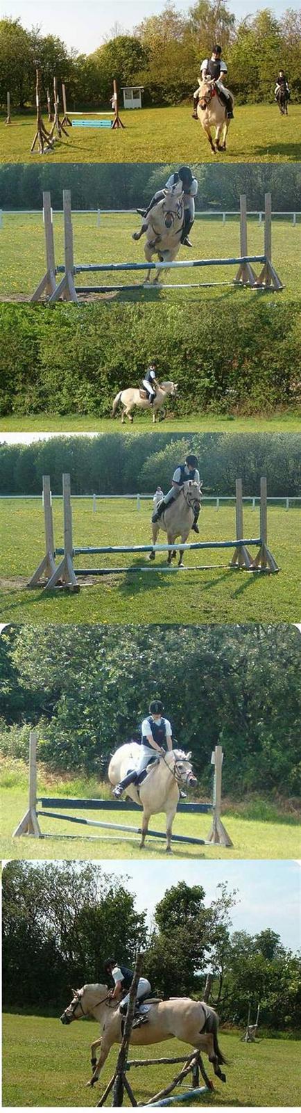 Fjordhest Perle *RIP <3* - perle, i maxi i kragelund 25 juni billede 10