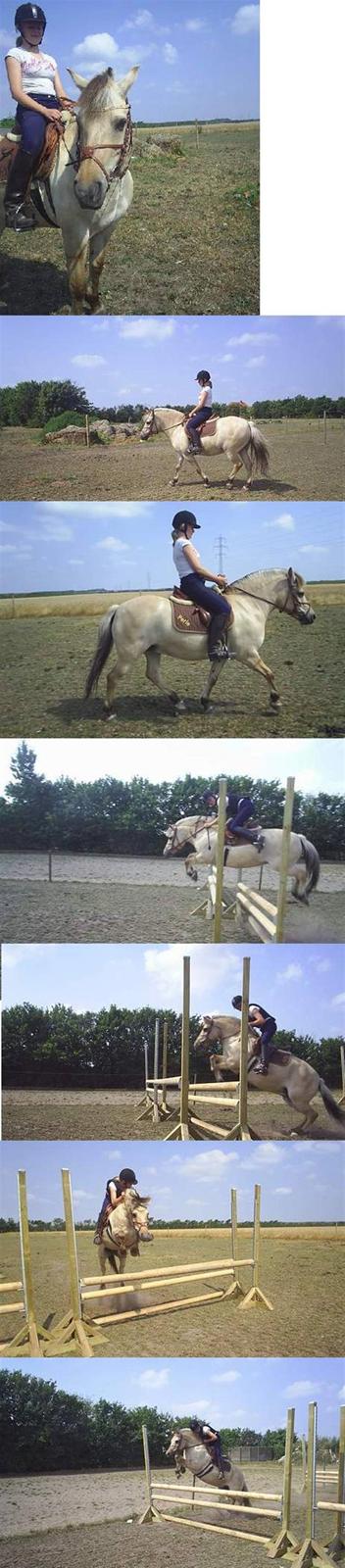 Fjordhest Perle *RIP <3* - dressur og spring - træning hjemme ..  billede 11