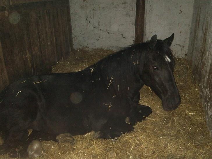 Welsh Cob (sec D) Haymos Chagal <3 Sov sødt <3 - Trætte Baby´pons :) billede 16