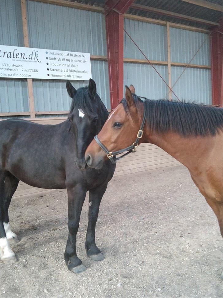 Welsh Cob (sec D) Haymos Chagal <3 Sov sødt <3 - Chagal og hans bedste ven Karl :)  billede 17