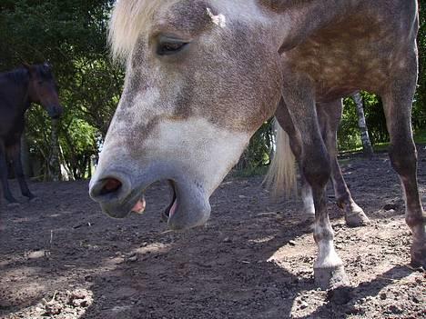 Anden særlig race Priamos' Pollux - Mørkt -.- Men Smuk alligevel .<3 billede 6