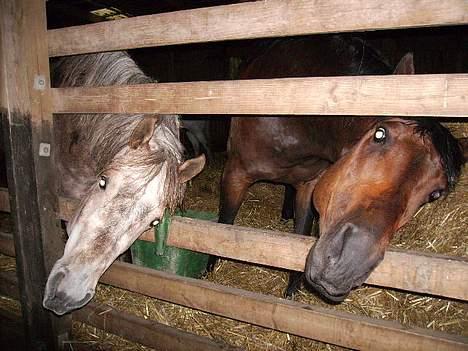 Anden særlig race Priamos' Pollux - Titte bøhh . (Antonio til venstre) billede 7