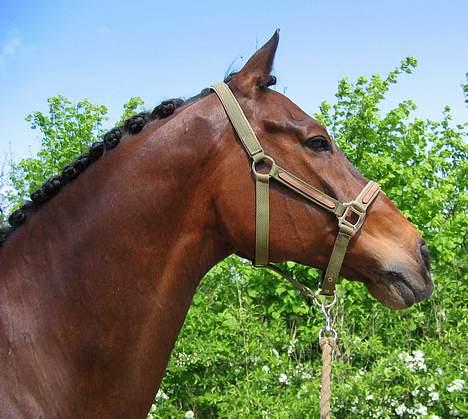 Dansk Varmblod Kaukasus *RIP* billede 10