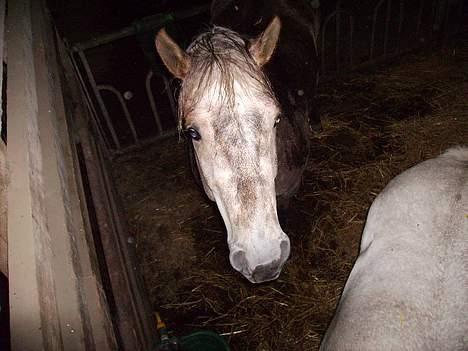 Anden særlig race Priamos' Pollux - Hmm? <3 billede 9