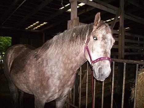 Anden særlig race Priamos' Pollux - Fin ny grime .<3 billede 10