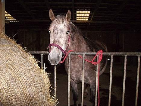 Anden særlig race Priamos' Pollux - HåHå .<3 billede 11