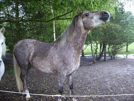 Anden særlig race Priamos' Pollux - <3 billede 12