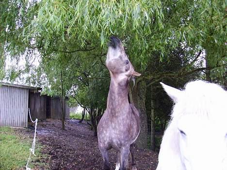 Anden særlig race Priamos' Pollux - Jeq kan ek nå dem ... billede 13