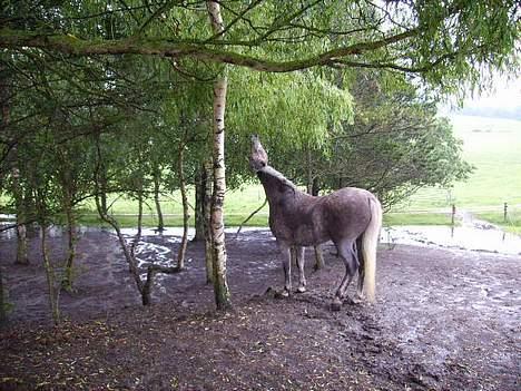 Anden særlig race Priamos' Pollux - Uhaa .... Så SMUK !<3 billede 14