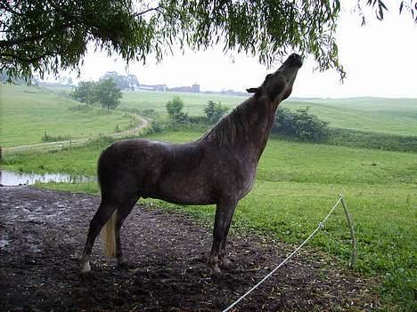 Anden særlig race Priamos' Pollux - Så dejlig -.<3 billede 15