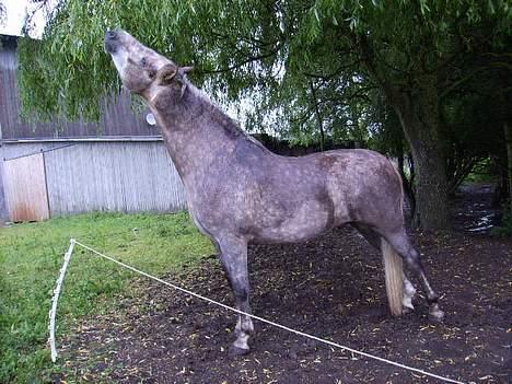 Anden særlig race Priamos' Pollux - <3 billede 17