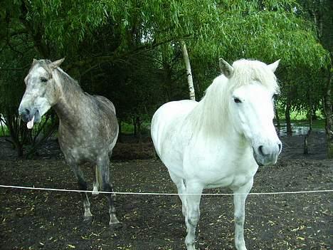 Anden særlig race Priamos' Pollux - Har du spist noget forkert ?? <3 billede 18