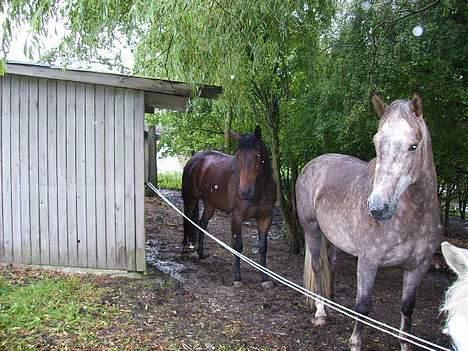 Anden særlig race Priamos' Pollux - <3 billede 19