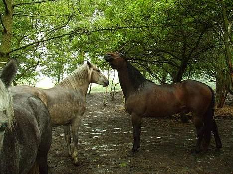 Anden særlig race Priamos' Pollux - <3 billede 20